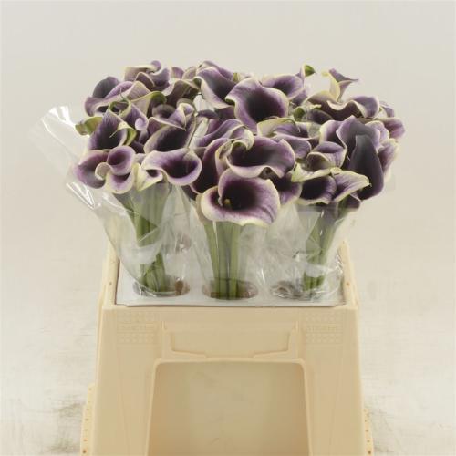 Zantedeschia Dubai Nights