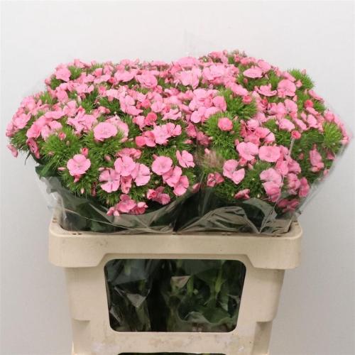 Dianthus barbatus 'Sweet Will Pink'