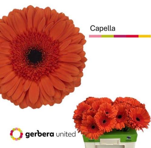 Gerbera grootbloemig 'Capella'