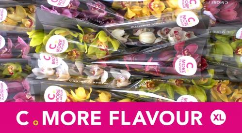 Cymbidium grootbloemig per tak gemengd