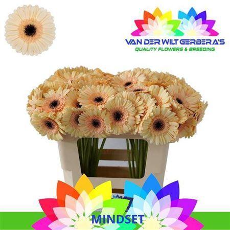 Gerbera mini 'Mindset'