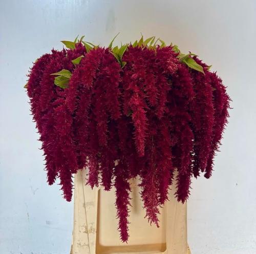Amaranthus caudatus 'Red Spider'