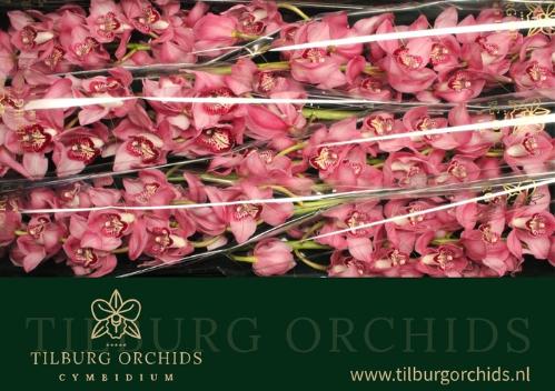 Cymbidium grootbloemig per tak Early Kiwi 'Sky Scraper'