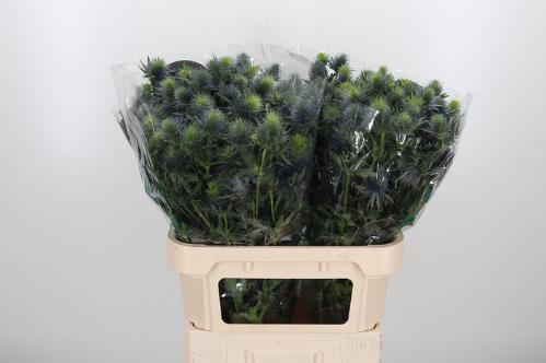 Eryngium Supernova Questar