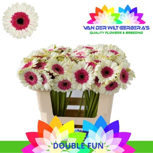 Gerbera mini Double Fun