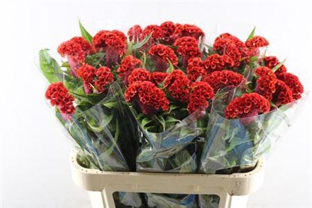Celosia argentea (Cristata Grp) 'Flashing'