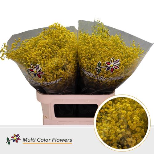Gypsophila overig kleurbehandeld H%