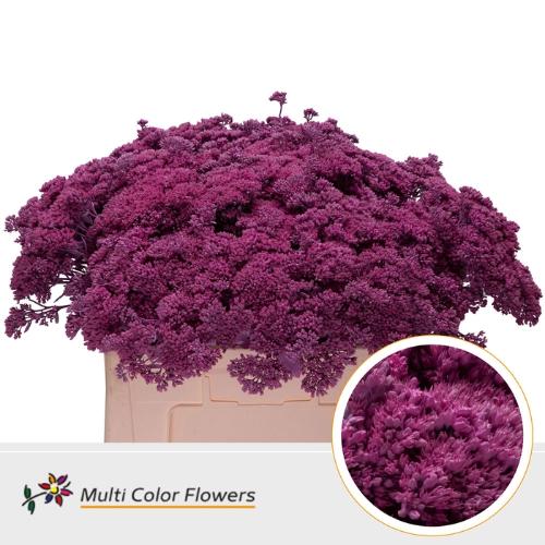 Sedum kleurbehandeld H%