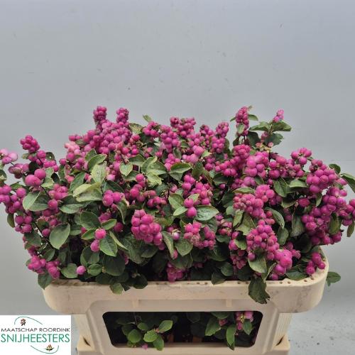 Symphoricarpos Magical Temptation