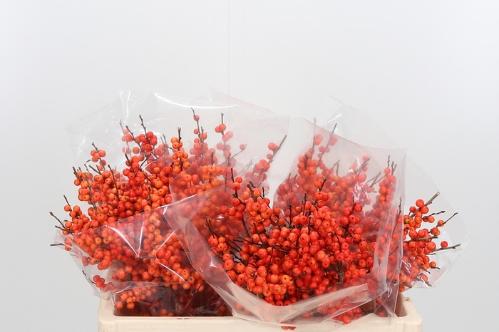 Ilex verticillata 'Orange Glow'
