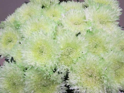 Chrysanthemum geplozen kas kleurbehandeld H%