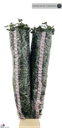 Eucalyptus per bos cinerea