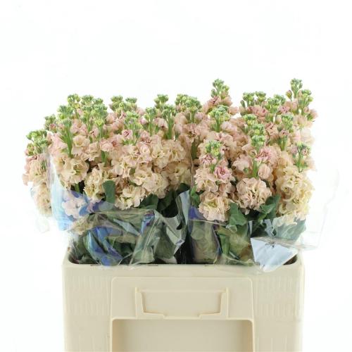 Matthiola incana 'Iron Apricot'