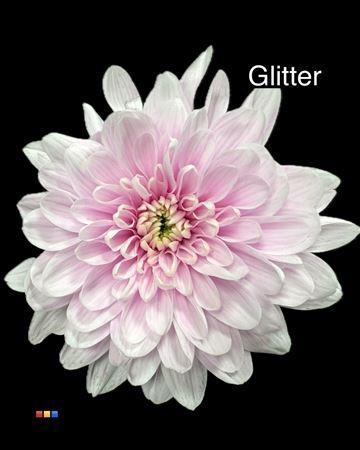 Chrysanthemum Indicum Grp tros kas kleurbehandeld H%