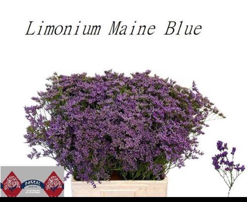 Limonium Maine Blue