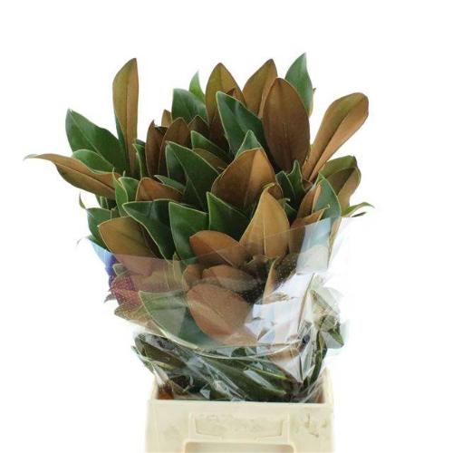 Magnolia grandiflora per bos
