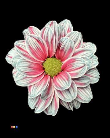 Chrysanthemum Indicum Grp tros kas kleurbehandeld H%