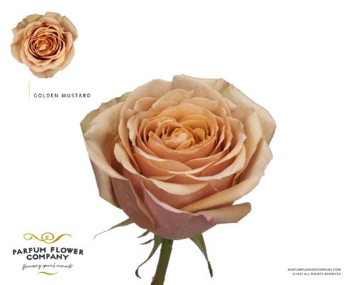 Rosa grootbloemig Golden Mustard