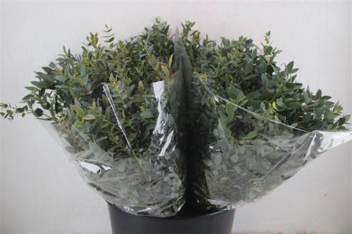 Eucalyptus per bos parvifolia