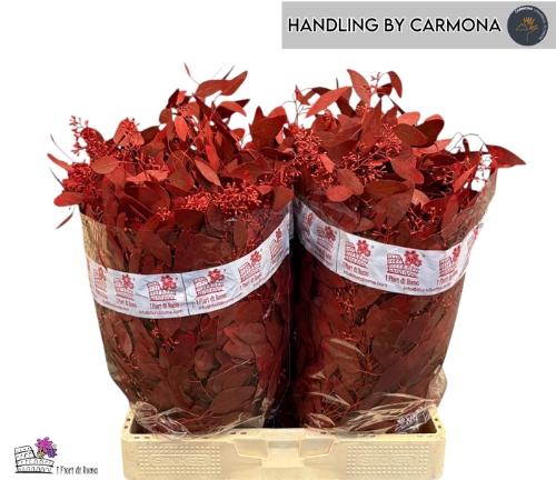 Eucalyptus polyanthemos (fruit) kleurbehandeld per bos H%