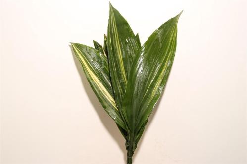 Aspidistra elatior per bos