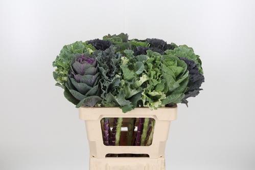 Brassica oleracea gemengd
