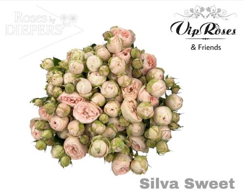 Rosa tros Silva Sweet+