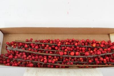Siervruchten per tak Malus 'Red Sentinel'