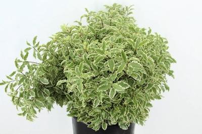 Pittosporum overig