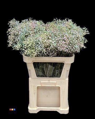 Gypsophila overig kleurbehandeld H%