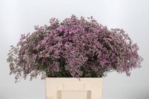 Limonium Safora Oshi Pink