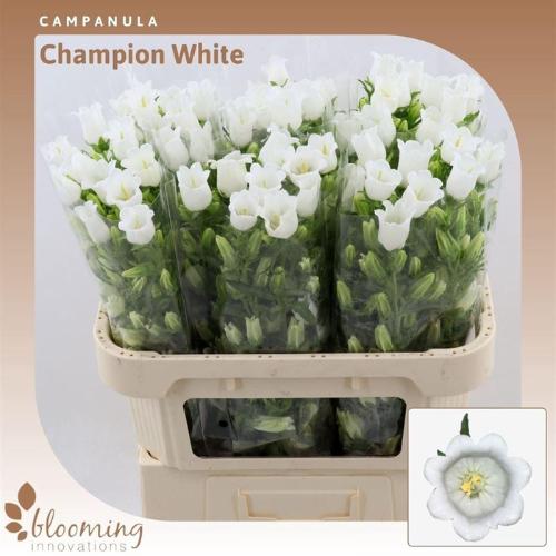 Campanula medium 'Champion White'