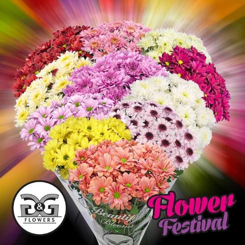 Chrysanthemum Indicum Grp tros kas gemengd