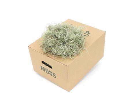 Tillandsia usneoides