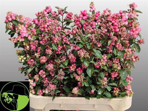Symphoricarpos (Pink Berry Grp) Magical Ruby Falls
