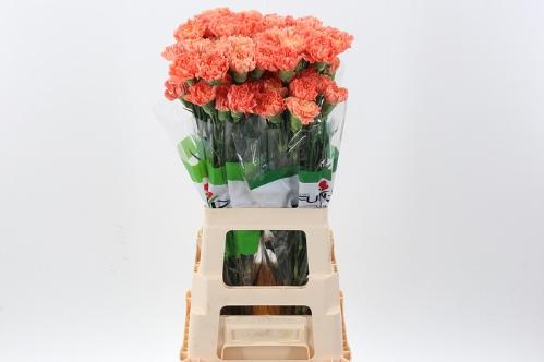 Dianthus standaard Hermes Orange