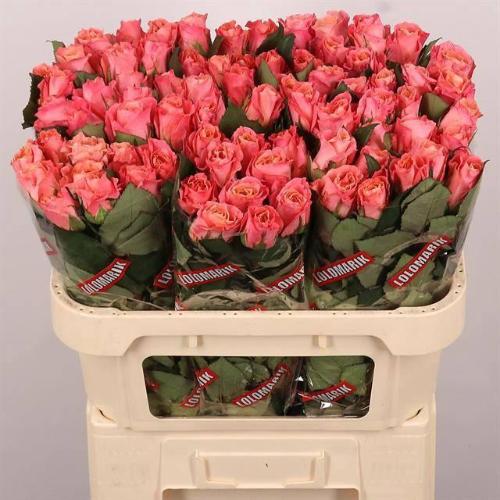 Rosa grootbloemig Miss Piggy+