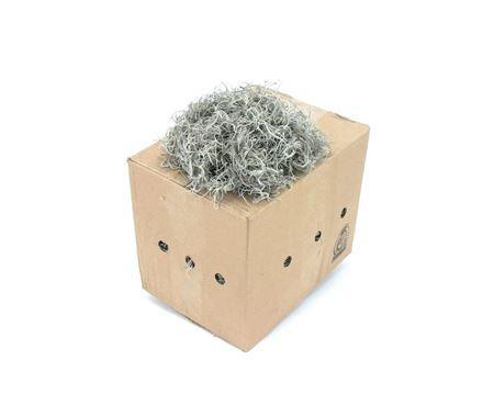 Tillandsia usneoides