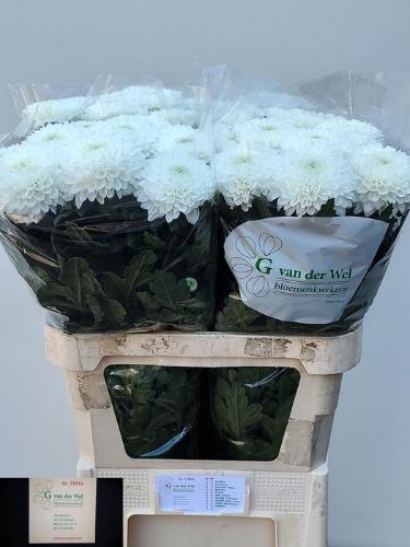 Chrysanthemum (Indicum Grp) geplozen Silent