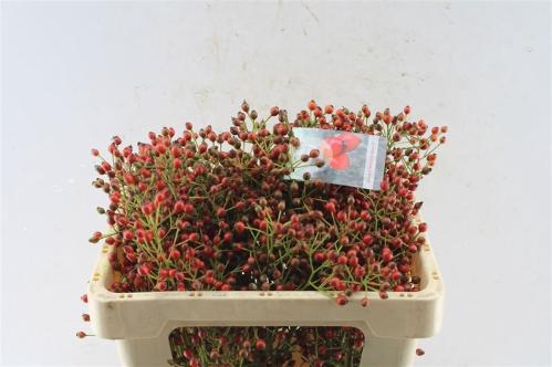 Rosa Fair Jewel (rozenbottel)