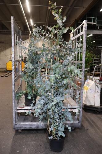 Eucalyptus gunnii