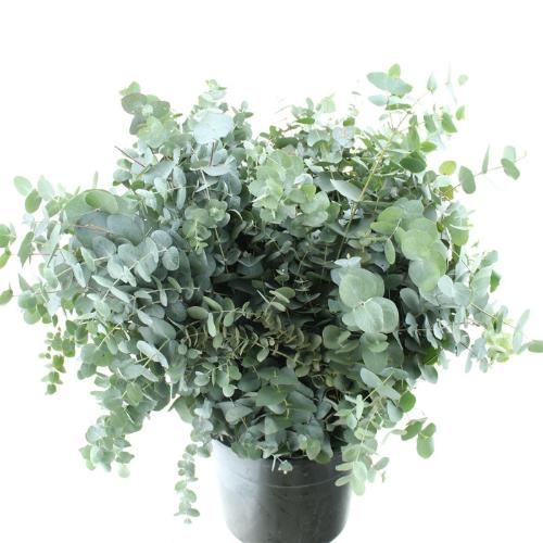 Eucalyptus per bos cinerea