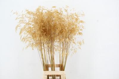 Stipa gigantea