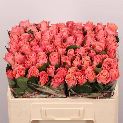 Rosa grootbloemig Miss Piggy+