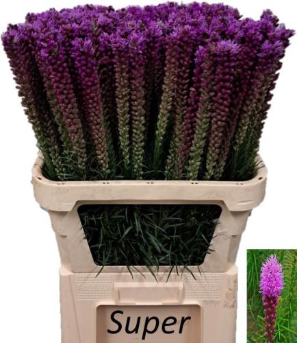 Liatris spicata 'Callilepis'