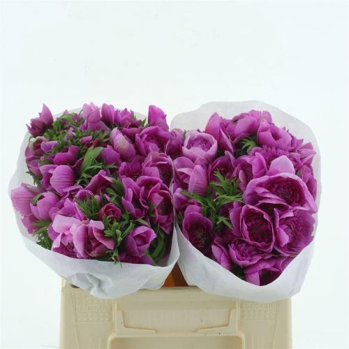 Anemone coronaria 'Levante Fucsia'