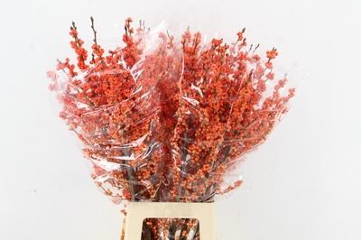 Ilex verticillata 'Winter Gold'