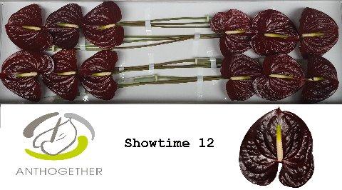Anthurium (Andreanum Grp) Showtime