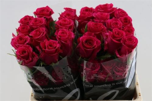 Rosa kleinbloemig Gotcha