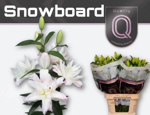 Lilium Oriental Grp 'Snowboard'